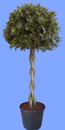 LAURUS NOBILIS Pleated Stem