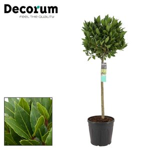 Laurus nobilis stem 80cm 35cm