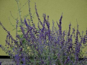 LAVANDULA A. GOODWIN CREEK