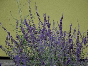 LAVANDULA A. GOODWIN CREEK