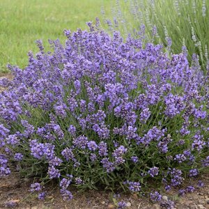 LAVANDULA A. HIDCOTE ESSENCE PURPLE