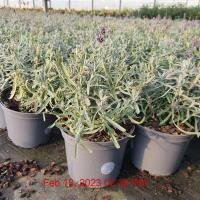 LAVANDULA an. Essence Purple (Lavender)