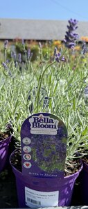 LAVANDULA an. Essence Purple (Lavender)