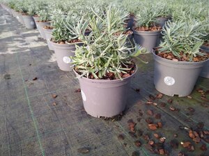 LAVANDULA an. Hidcote (Lavender)