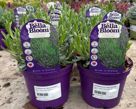 LAVANDULA an. Vera (Lavender)