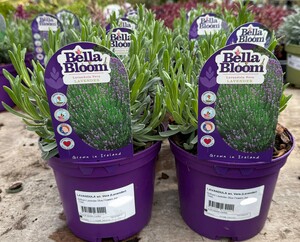 LAVANDULA an. Vera (Lavender)