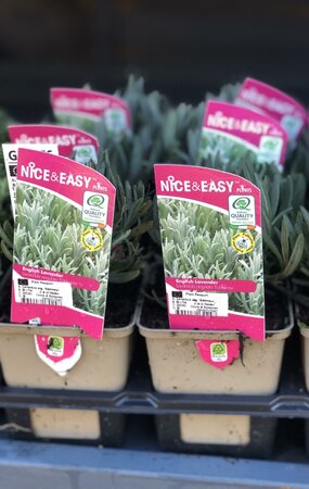 Lavandula ang. 'Edelweiss'