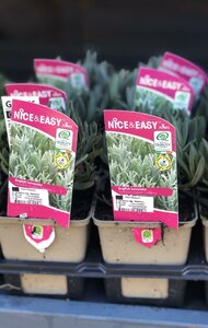 Lavandula ang. 'Edelweiss'