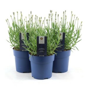 Lavandula ang. Felice Light Pink