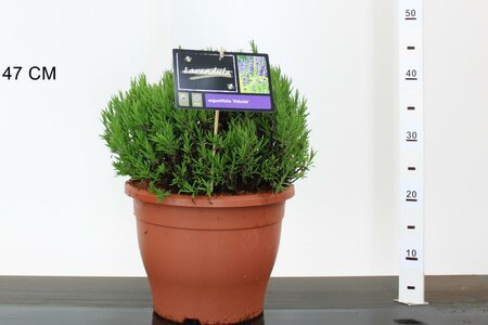 Lavandula ang. 'Hidcote'