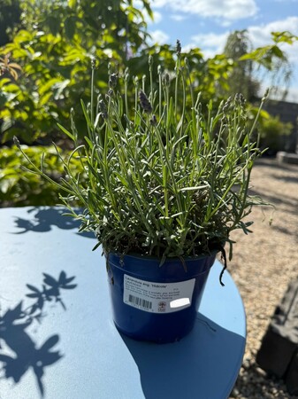 Lavandula ang. 'Hidcote'