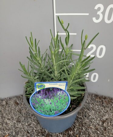Lavandula ang. 'Hidcote'