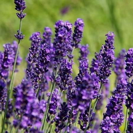 LAVANDULA ANG. HIDCOTE