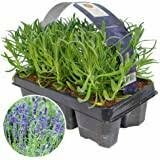 Lavandula ang. 'Hidcote' / 6-pack clayette