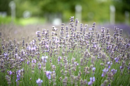Lavandula ang. 'Munstead'