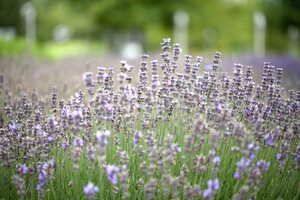 Lavandula ang. 'Munstead'