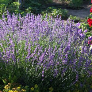 LAVANDULA ANGUSTIFOLIA