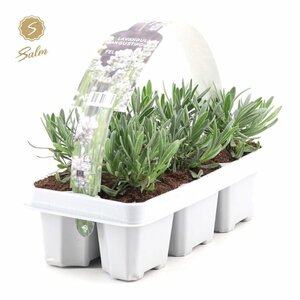 Lavandula angustifolia white