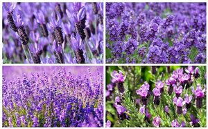 LAVANDULA IN VARIETIES