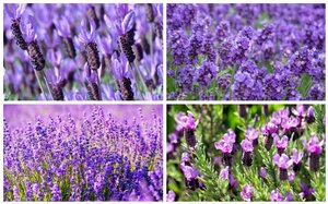 LAVANDULA IN VARIETIES