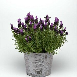 LAVANDULA S. BANDERA PURPLE
