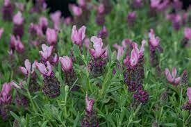 LAVANDULA S. BANDERA ROSE