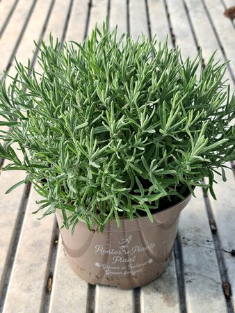 LAVANDULA S. BLUE STAR