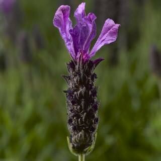 LAVANDULA s. Javelin Forte Deep Purple WN