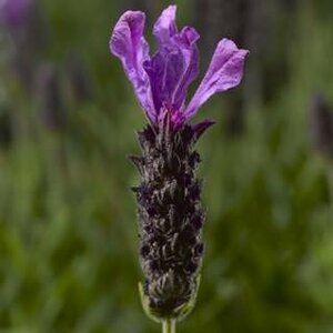 LAVANDULA s. Javelin Forte Deep Purple WN