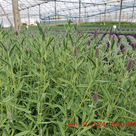 LAVANDULA s. Lilac Wings (Lavender)