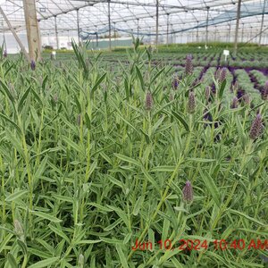 LAVANDULA s. Lilac Wings (Lavender)