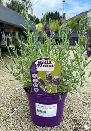 LAVANDULA s. Lilac Wings (Lavender)