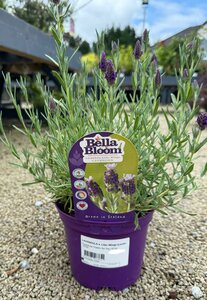 LAVANDULA s. Lilac Wings (Lavender)