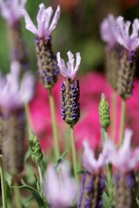 LAVANDULA s. Lusi Pink WN