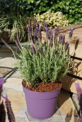 LAVANDULA s. Lusi Purple WN