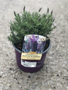 LAVANDULA S. RUFFLES BLUEBERRY