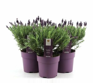 Lavandula st. 'Anouk'