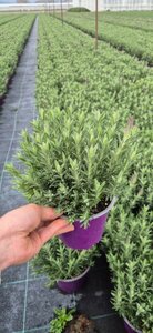 Lavandula Stoechas 28cm