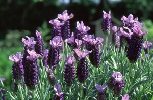LAVANDULA stoechas 4.5L