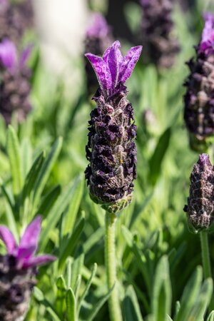 Lavandula stoechas 'Fathead'