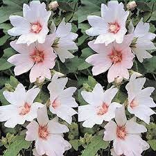 LAVATERA BABY BARNSLEY