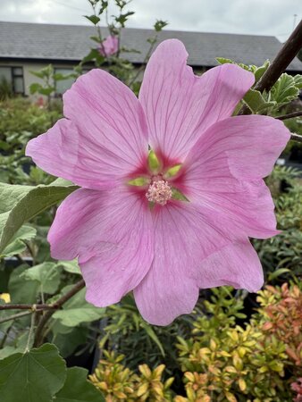 LAVATERA BURGUNDY WINE - image 2