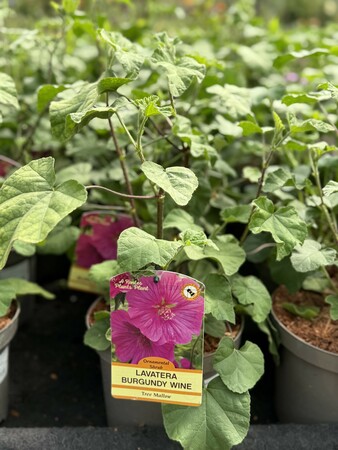 LAVATERA BURGUNDY WINE - image 1