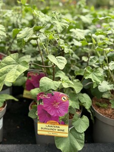 LAVATERA BURGUNDY WINE - image 1