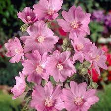 LAVATERA CANDY FLOSS