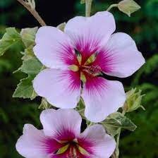 LAVATERA MARITIMA