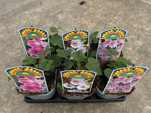 Lavatera mix 2L, square pot