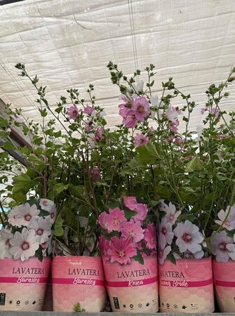Lavatera mix  C2 + potcover