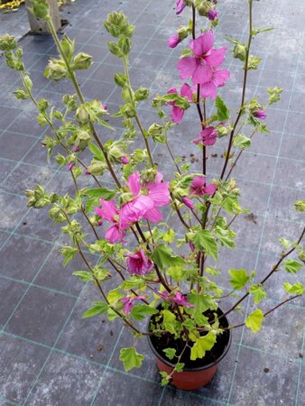 LAVATERA OBLIA ROSEA