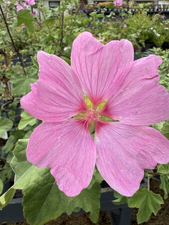 LAVATERA T. BARNSLEY - image 2